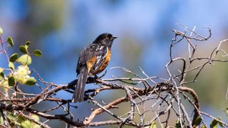 Spotted Towhee