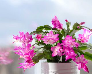 pink christmas cactus