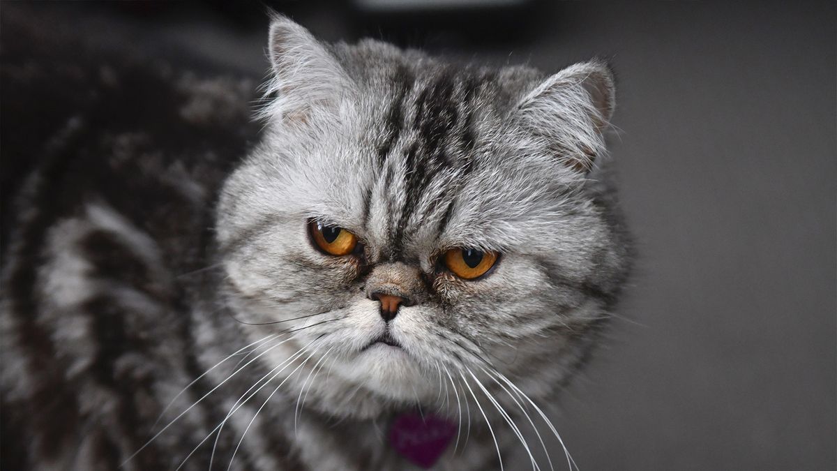 Close up of grey cat looking angry