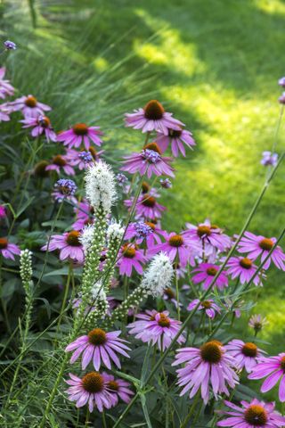 A garden with pink coneflowers