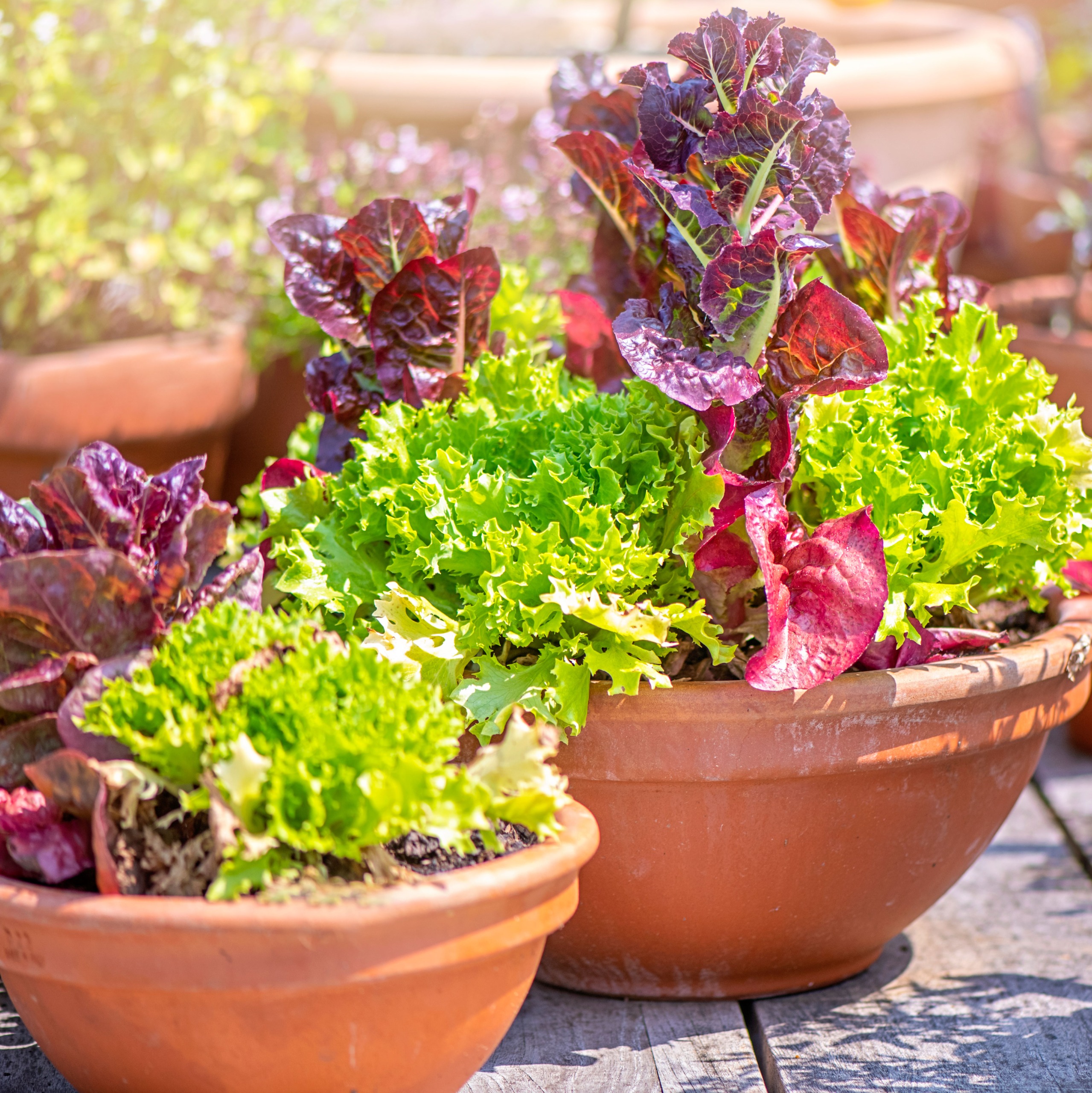 red and green salad plants growing in wide rimmed terracotta pots on sunny table