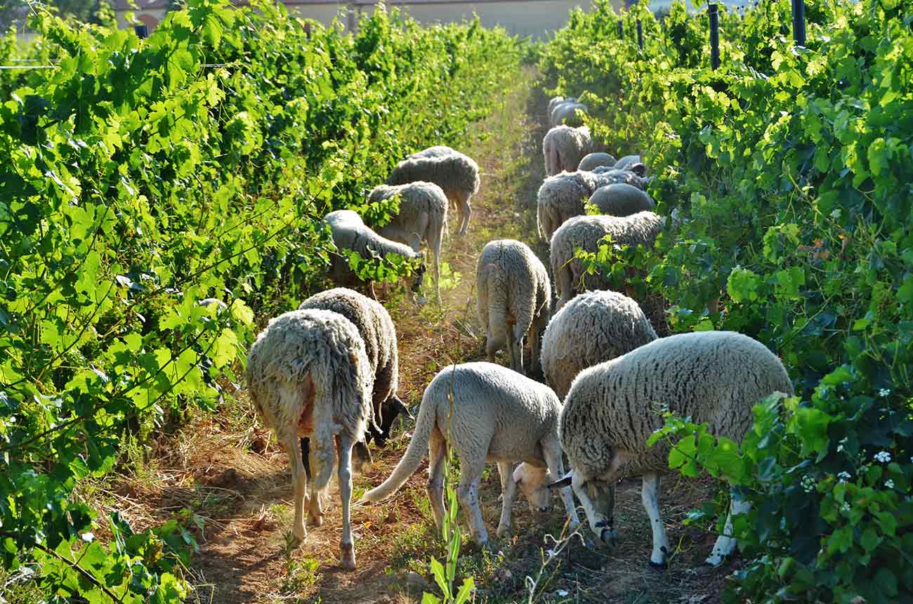 Vineyards with sheep in DO Pened&amp;egrave;s