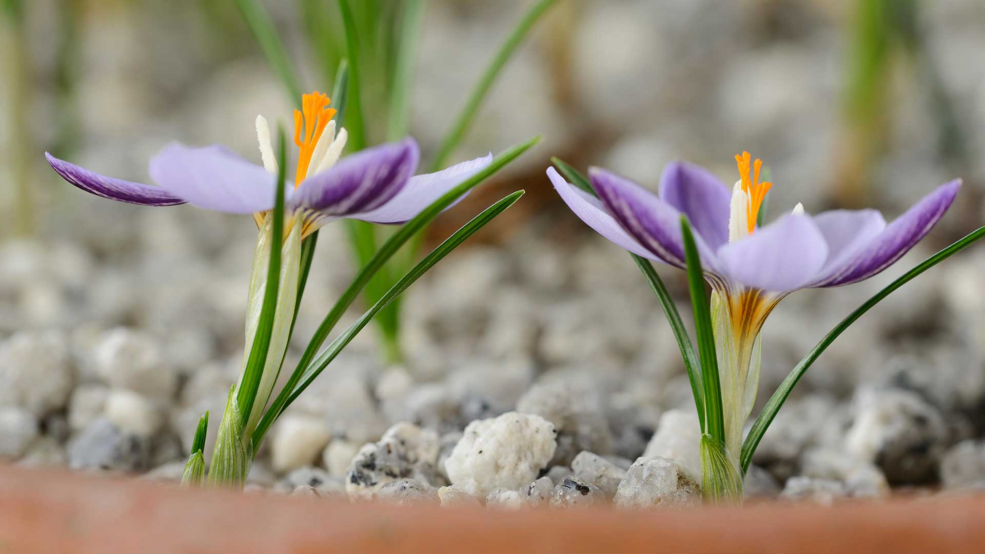 two purple crocus flowers in pot with grit