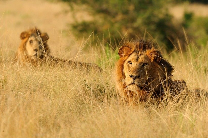 Two male African lions recline in the tall grass in Uganda&#039;s Queen Elizabeth National Park.