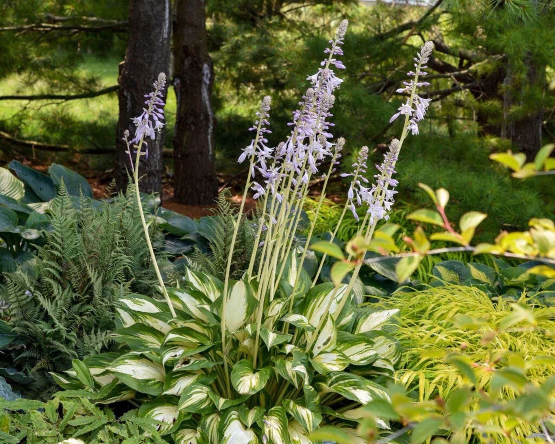 Miss America hosta