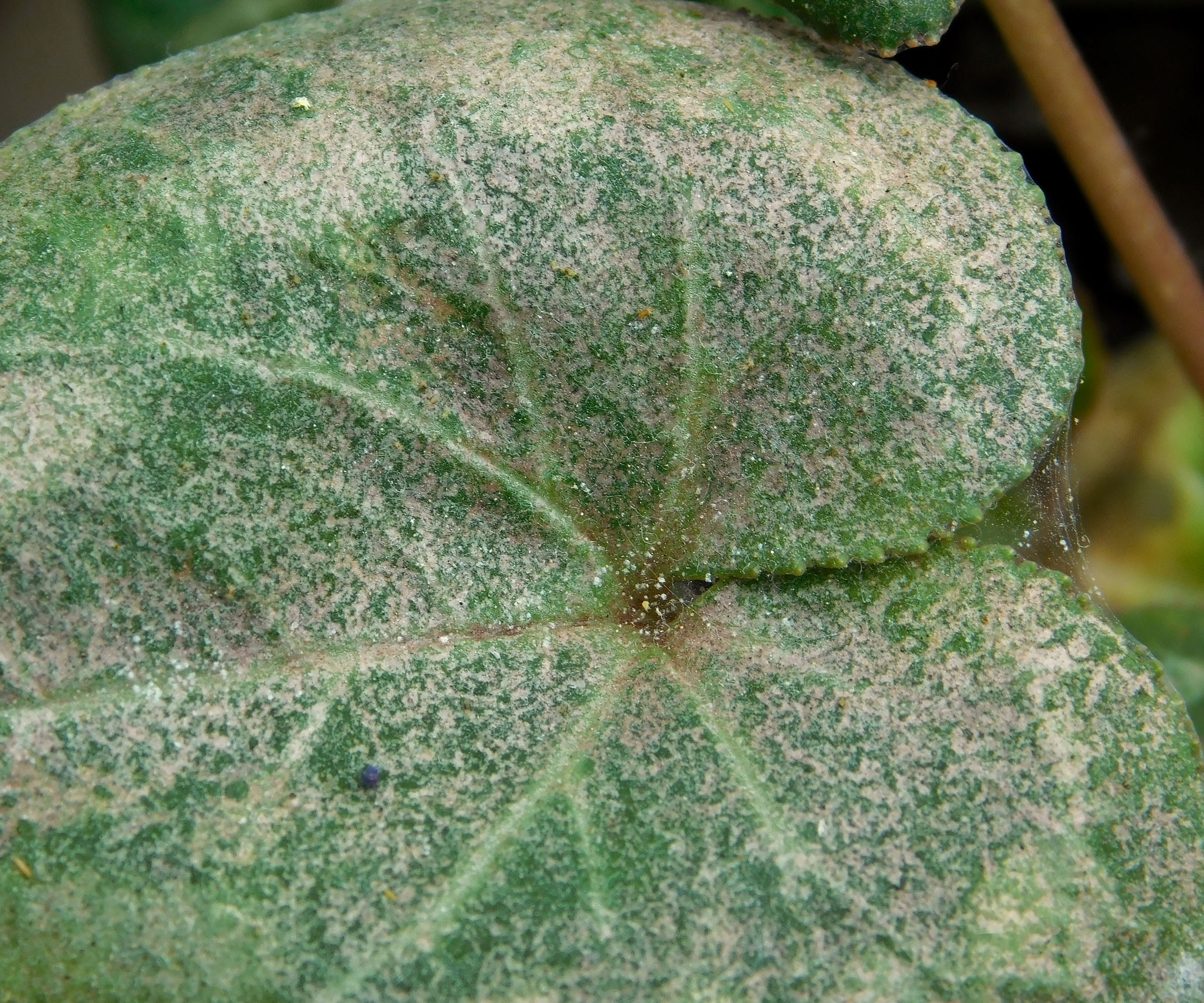 cyclamen leaf showing signs of disease