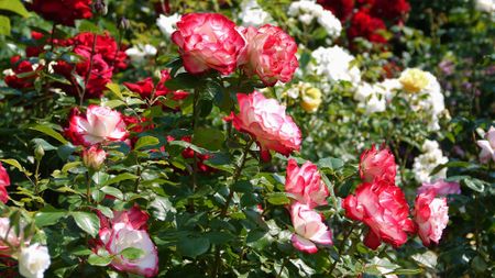 Mixed variety of roses in bloom