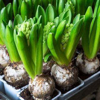 plant bulb with pot and soil