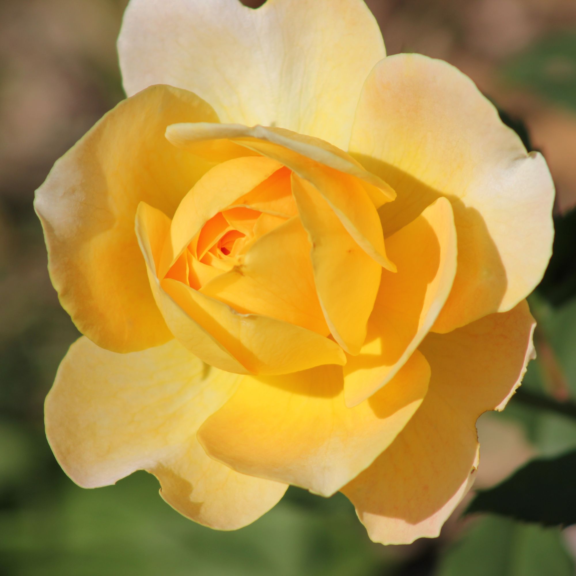 Close-up of a vibrant yellow rose in full bloom, showcasing its delicate petals and natural beauty
