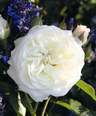 White alabaster rose bloom