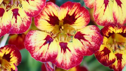 Close-up of yellow and red nasturtium flowers