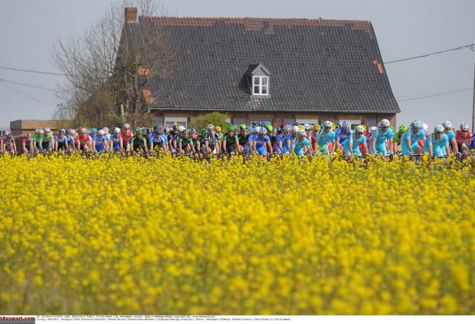 The peloton in action during the 2014 edition of Gent-Wevelgem