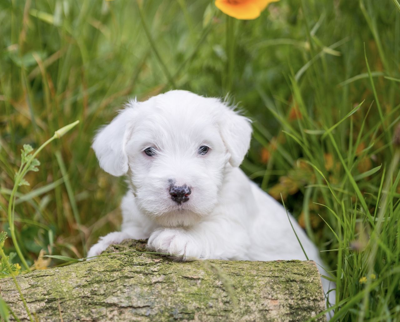 Sealyham terrier puppy