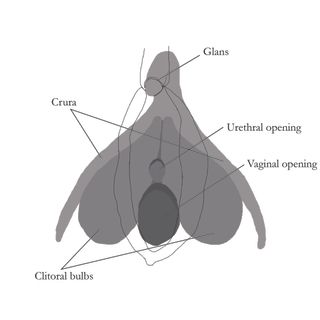 illustration of clitoris