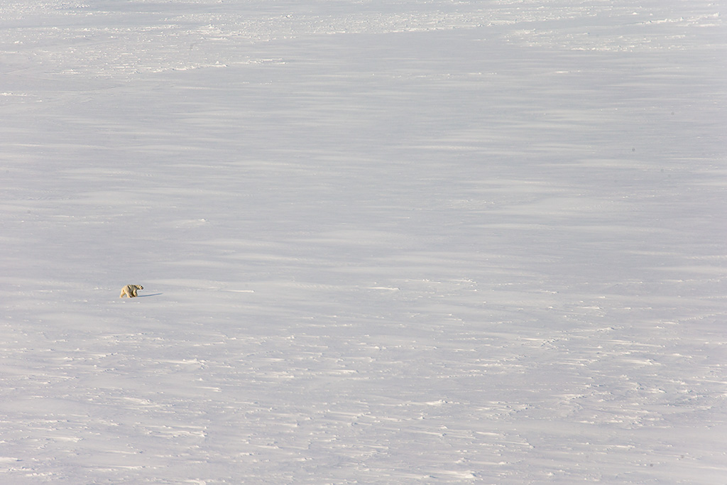 Spotting Polar Bears