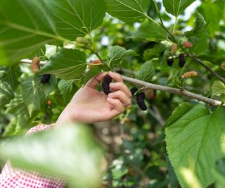 Picking mulberry fruit