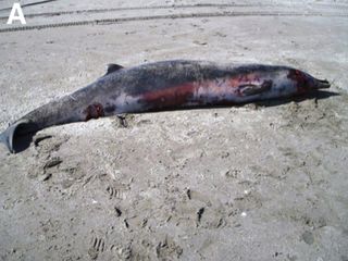 spade-toothed beaked whale