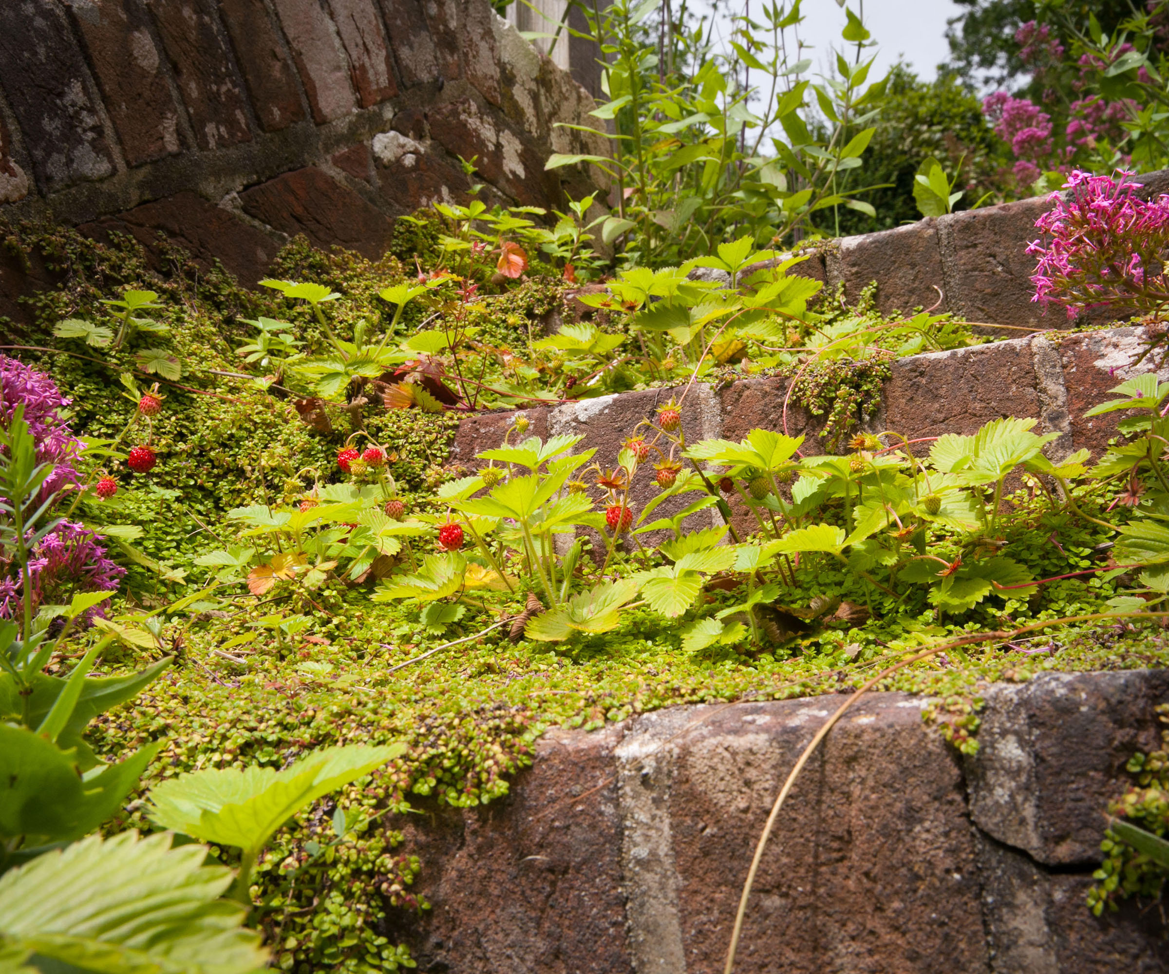 wild strawberries growing on steps in an English country garden