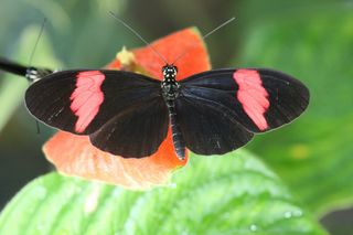 Heliconius melpomene amaryllis — this form, found in north eastern Peru, has shared its wing pattern with Heliconius timareta.