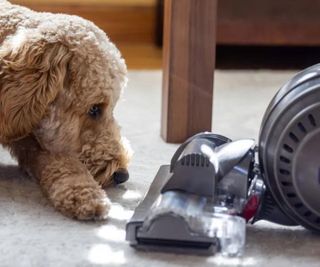 A dog looking at a vacuum cleaning a carpet.