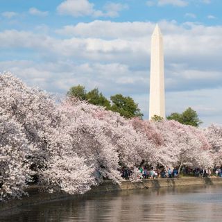 Yoshino Flowering Cherry