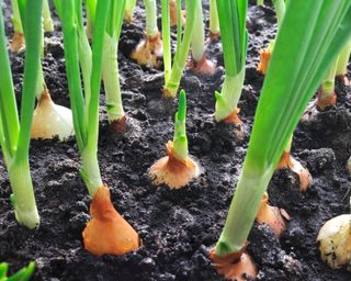 Onions growing in ground