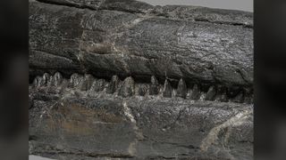 The snout of the new ichthyosaur showing an array of teeth.