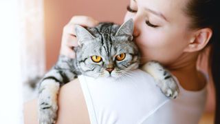 American shorthair with owner