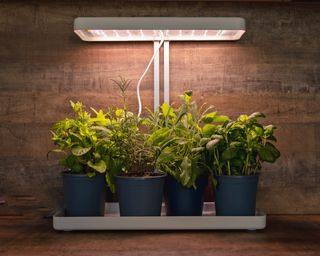 Herbs growing under grow light in kitchen