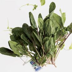 bunch of green spinach