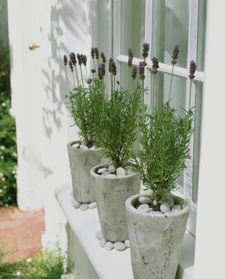 Trio of planters on a windowsill filled with lavender