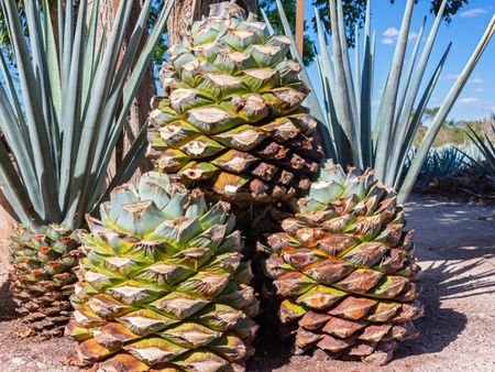 Large Blue Agave Plants