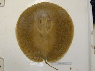 pancake stingray dorsal view