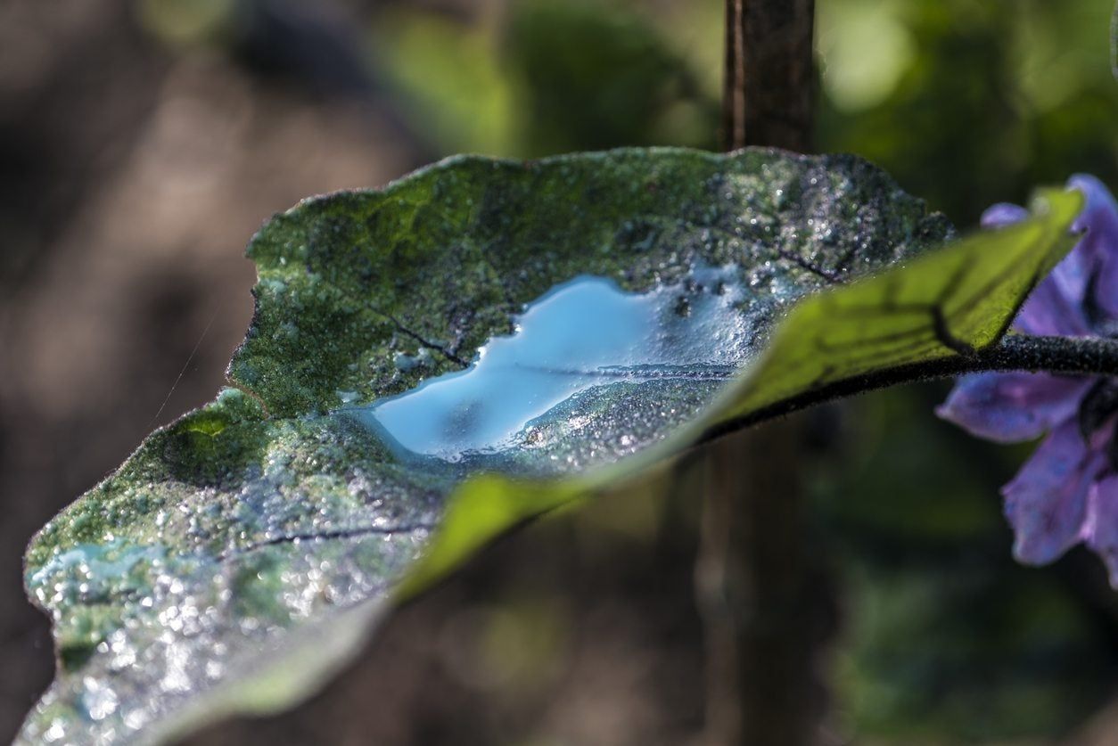 Copper Covered Leaf