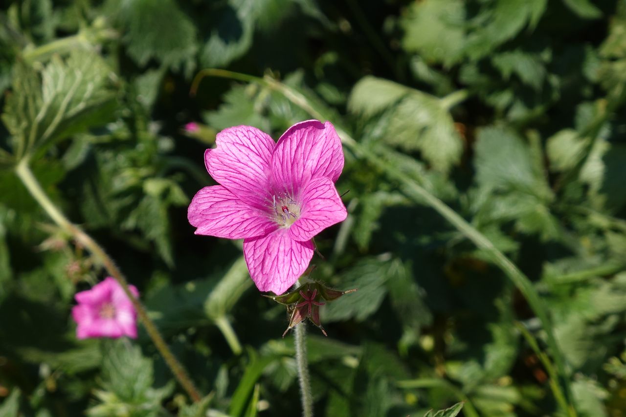 Sony ZV-1 II sample images