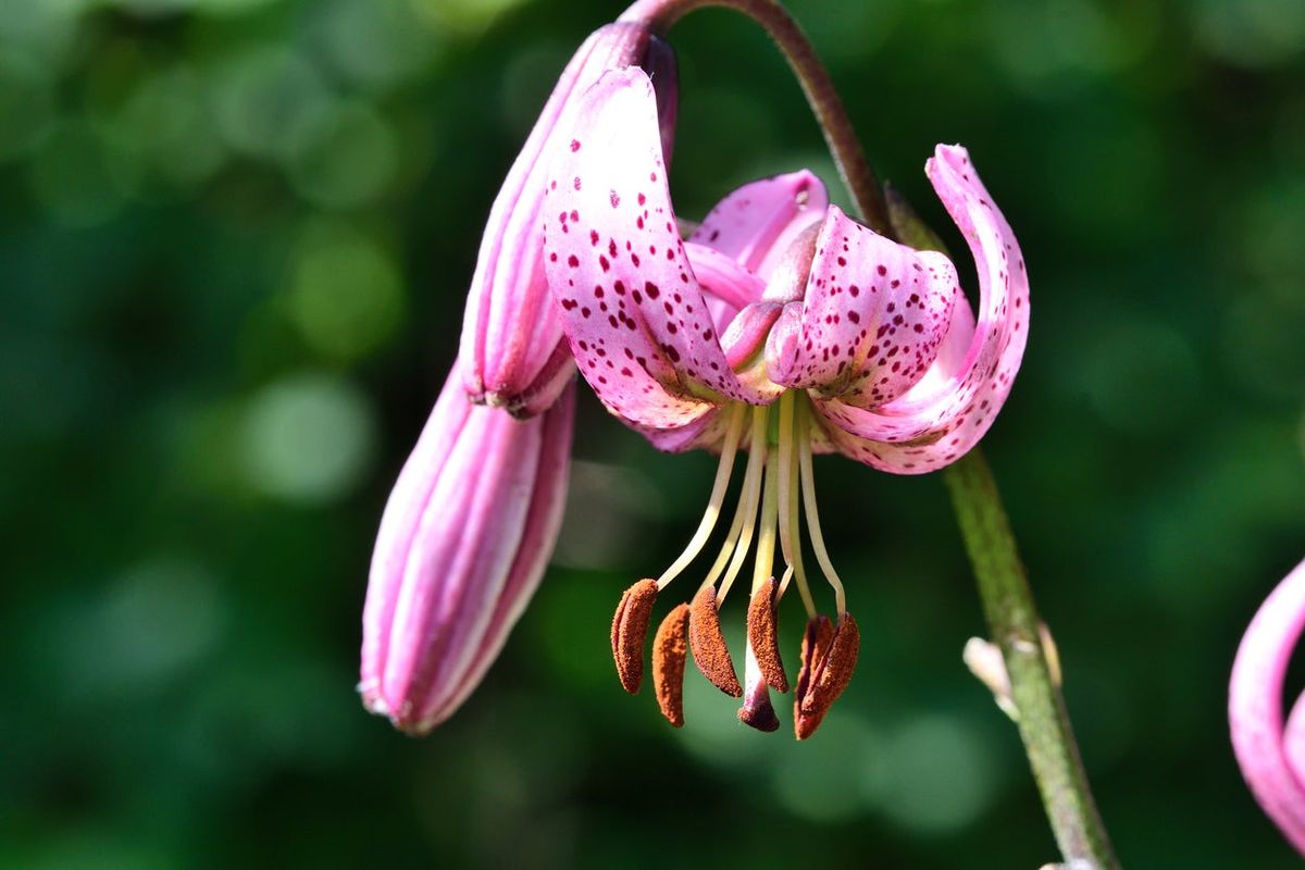Martagon Lilies In Pots Caring For A Container Grown Martagon Lily