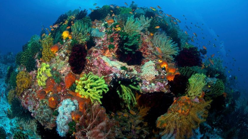 A colorful coral reef in the Philippines.