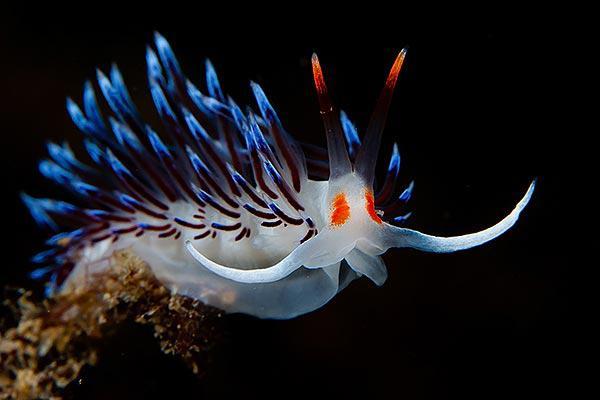 underwater photo contest, ocean photography contest, university of Miami photo contest, underwater photography contest, amateur ocean photography