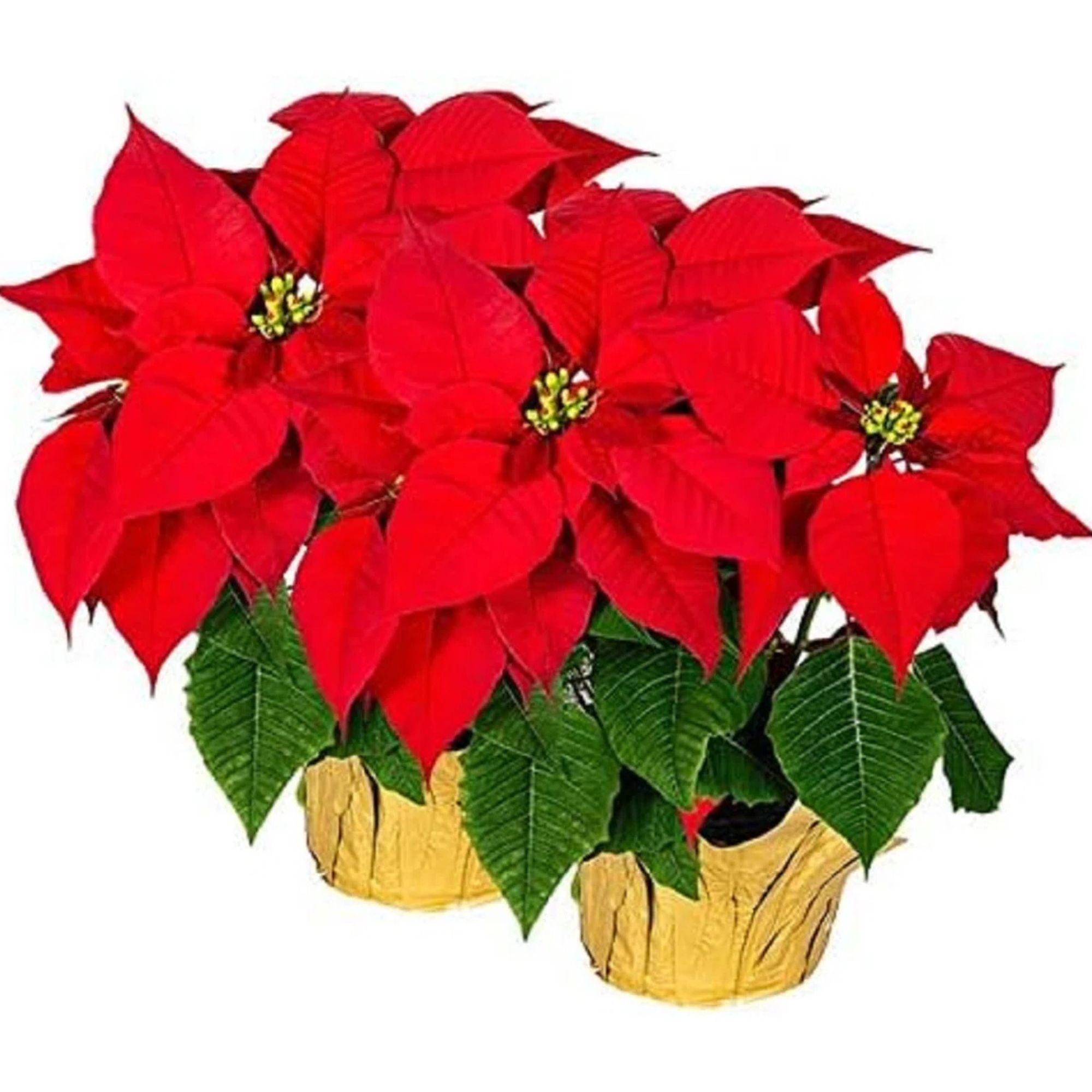 Large Premier Silk Poinsettia Plant Christmas Decorations (2 pack)