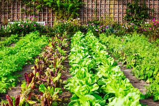 Vegetable garden in late summer. Herbs, flowers and vegetables in backyard formal garden