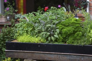 herb garden herb planter