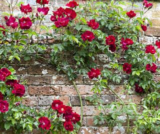 Vibrant red summer flowering red, climbing roses on a brick wall