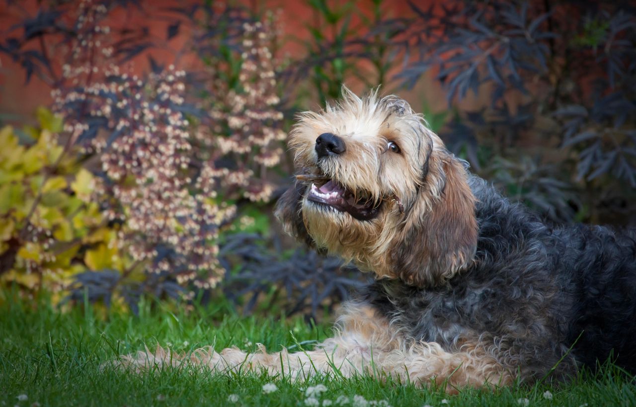An otterhound lying on grass, looking up with a happy expression and shaggy tan-and-black coat, framed by garden plants in the background.
