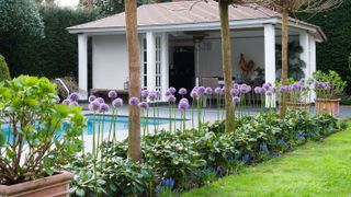 modern garden with swimming pool and alliums