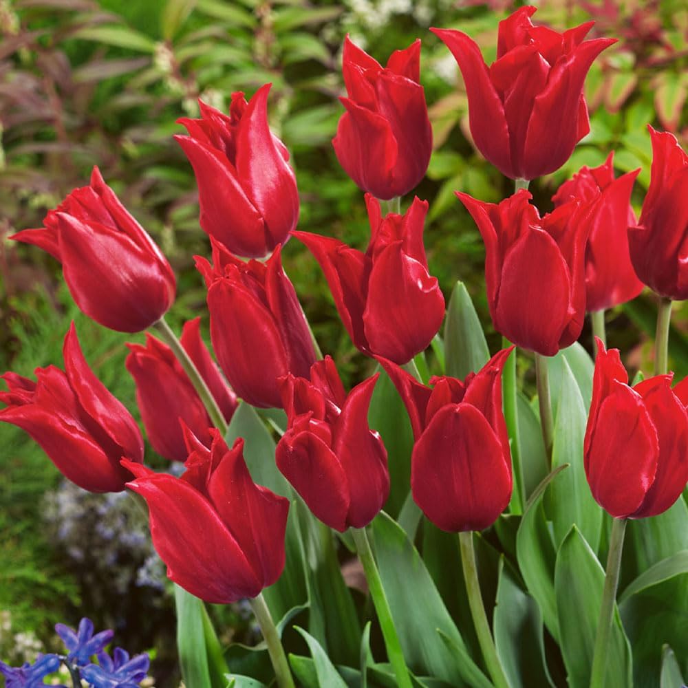 7 Lily-Flowered Tulip &#039;pretty Woman&#039; Bulbs - Bright Red Blooms for Your Spring Garden - Thrives in Uk Climates