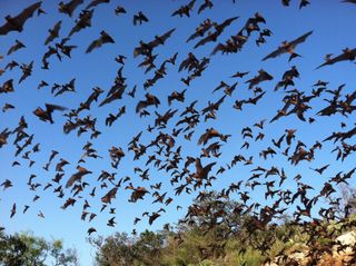 Mexican free-tailed bats arizona