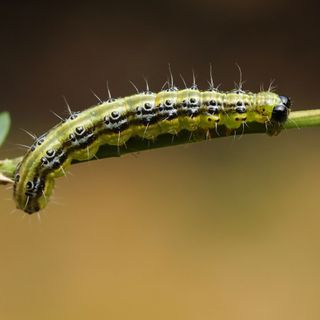 box tree moth caterpillar on a branch of a boxwood - Sandra-Strandbridge - GettyImages-967124822