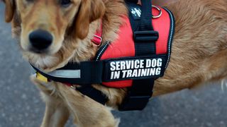 Service dog in training harness
