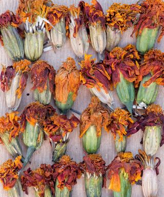 dried marigold flowerheads