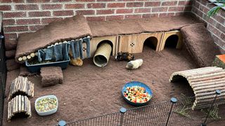 Guinea pig enclosure with lots of hideaways and tunnels